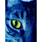 Blue Cat Devs