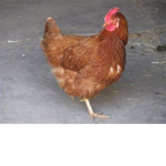 happyfarm
