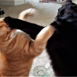 cat fighting