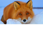 TheOrangeFOXES