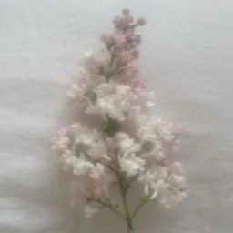 ♡