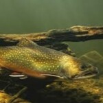 terrifying fish game 