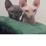 OmG A CaT