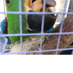 Leaf’s bird