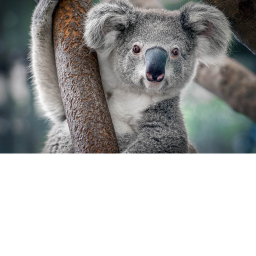 TeamKoalaGame