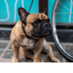 the frenchie team