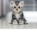Cats for you