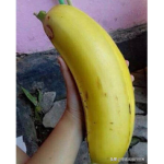 bananas of the century