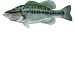 The cool fishes okay