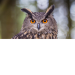 the owl's group