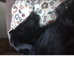 Puppy7