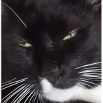 Cat affiliation