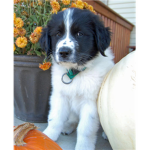 dog/puppy lover/fan club =)