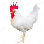 super chicken team