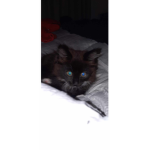 amazing cat squad