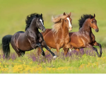 HORSES FOR LIFEE!!!