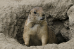 Cult of the Prairie Dogs