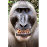 My name is monkey