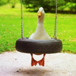 Mr. Goose Company