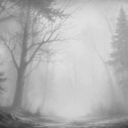 Black White Empty Forest Bloomy Background