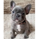 puppy simulators group