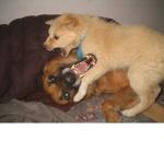 gus and princess