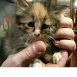 OFFICIAL cat group :D