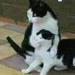 แก๊งคนเถื่อนในตำนาน
