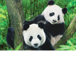 Panda liebe