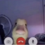 teddiessssssss