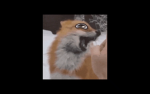 FoxyRoxy1554's group