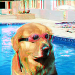 dog with sunglasses