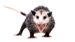 Rock Raccoon