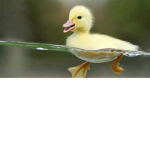 lilykatp123's fan group