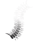 Worm蠕蟲