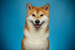 Shib's Productions