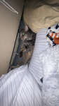the crazy cats rice russ