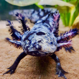 Axolotl World