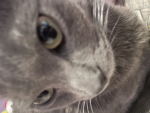 meows for the cat