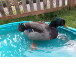 Happy ducks club