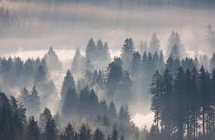 🌲 The Forest [Story]