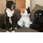 Marshmallowcatss