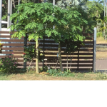 TREE_TRIBE_BOIS