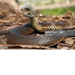 The snake fam.