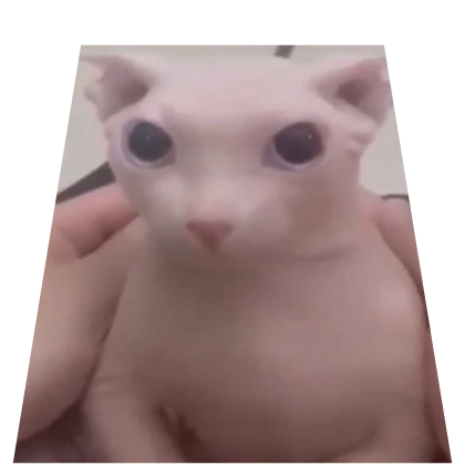 Bingus Cat Cape