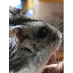 だいふく