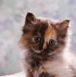 Cat-Lovers-Group