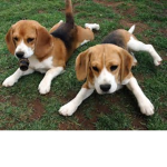 Trafficpost356 And Dog Fan's