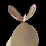 화목