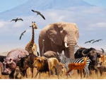 Animal kingdom from all around the world